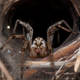 Illustration for article titled Ask An Arachnologist All Your Questions About Spiders!